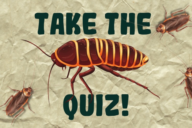 cockroach quiz thumbnail graphic