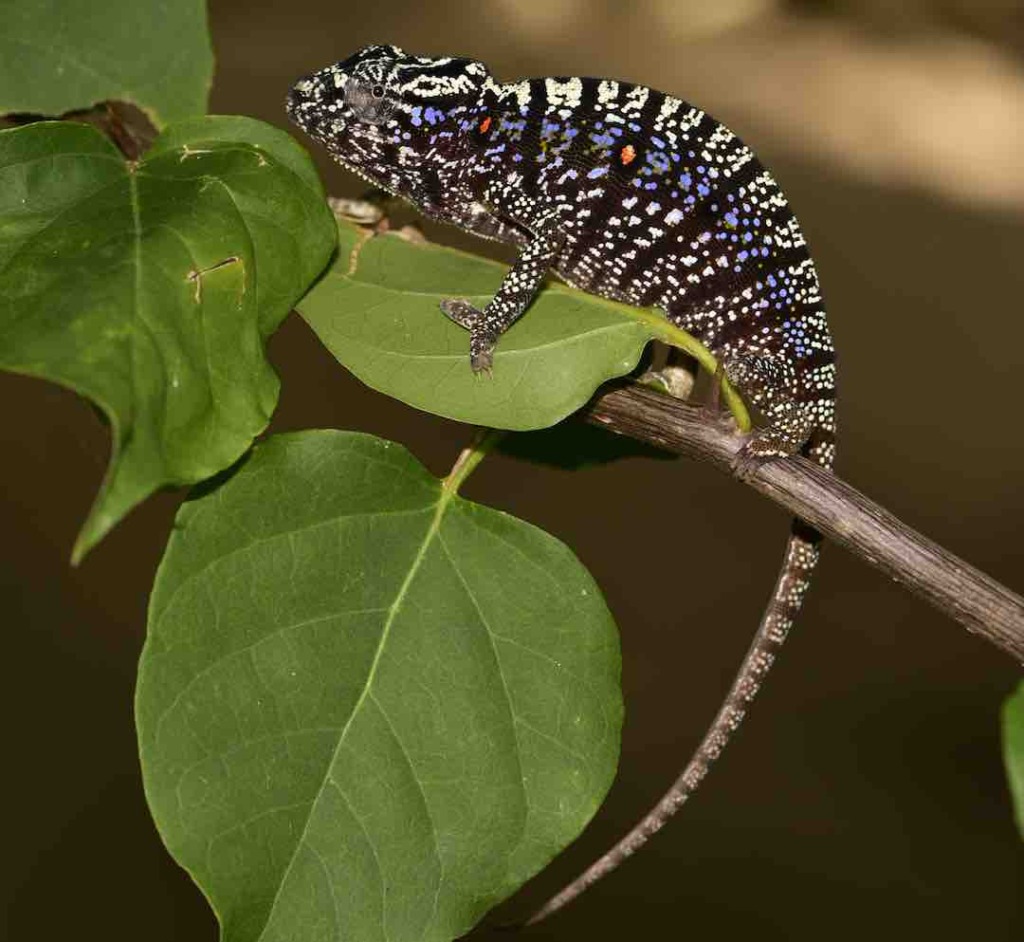 Voeltzkow's Chameleon