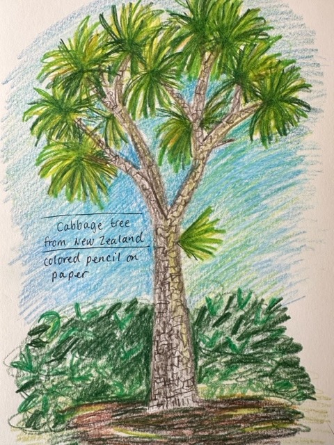 sketch of a cabbage tree