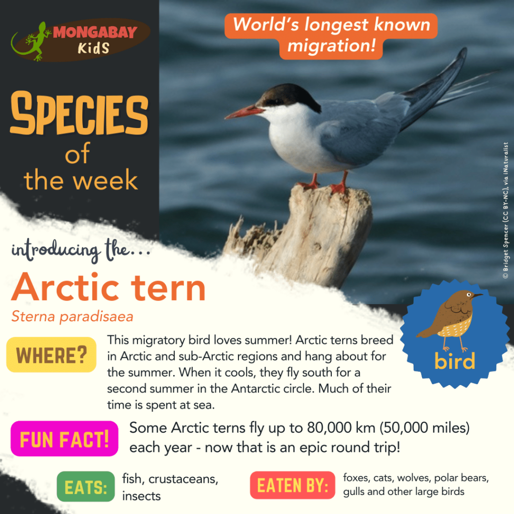 Arctic tern