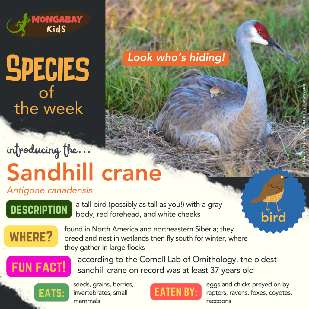 sandhill crane