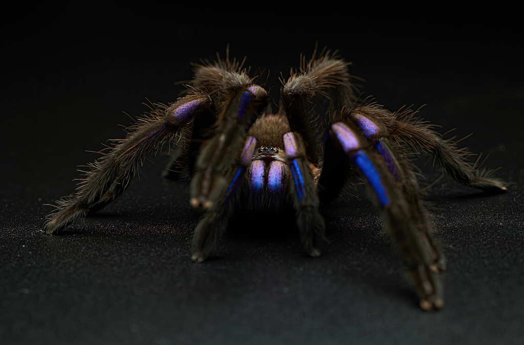 electric-blue tarantula