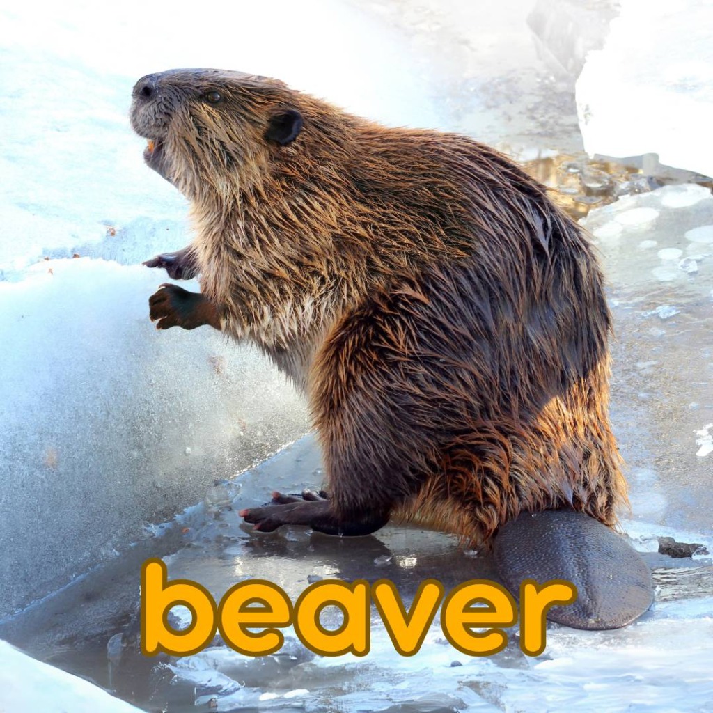 beaver