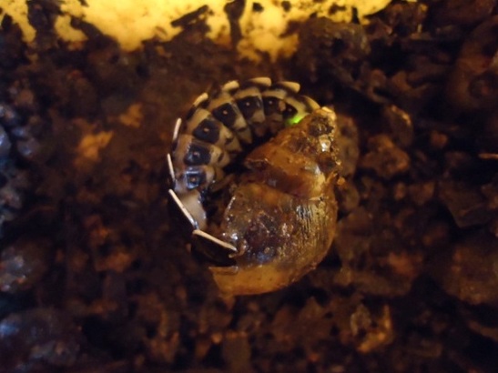A glowworm feeds on a snail