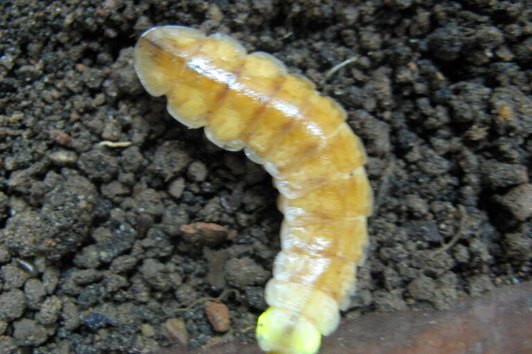 A female Lamprigera tenebrosa firefly