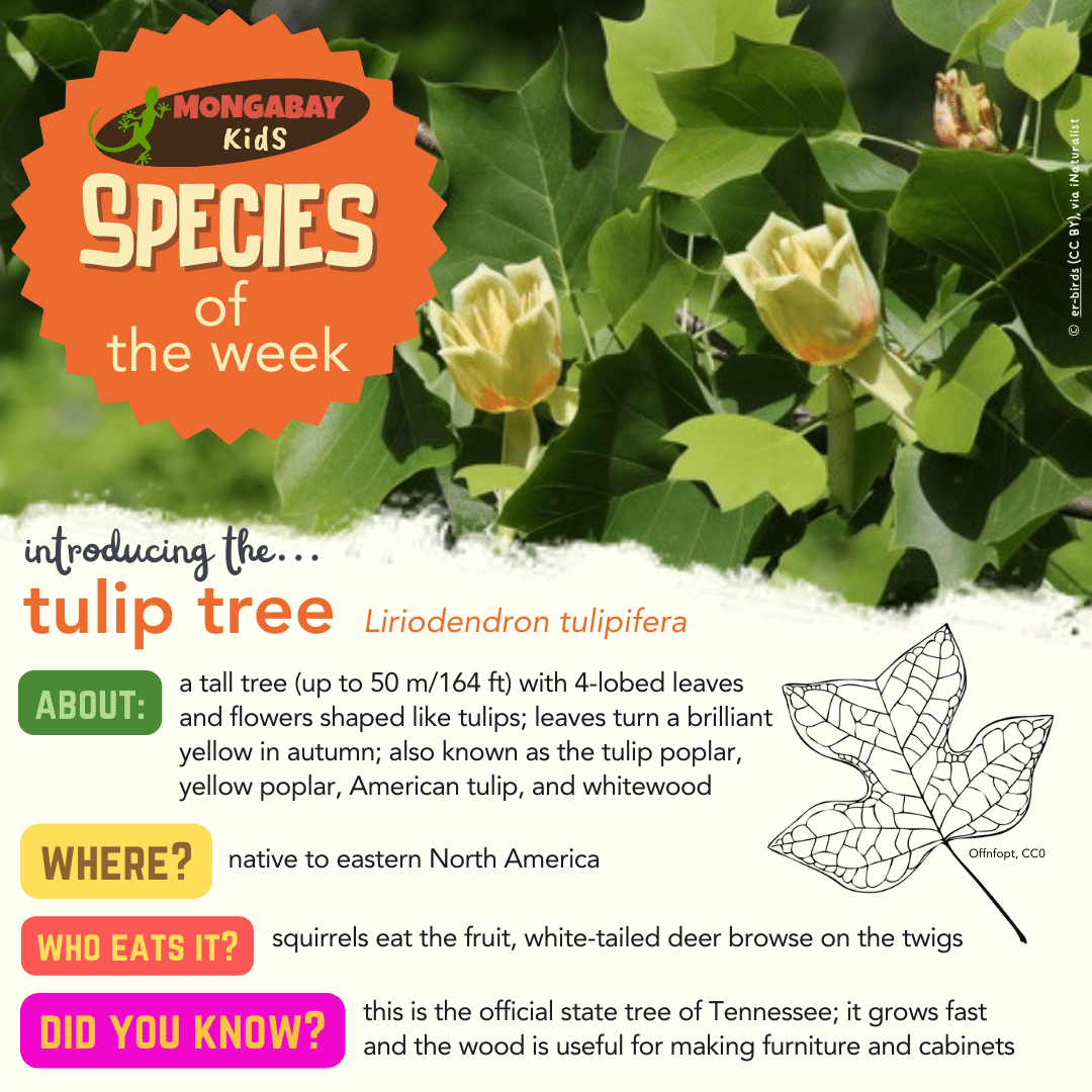 Try the November 2023 Seek challenge – Mongabay Kids