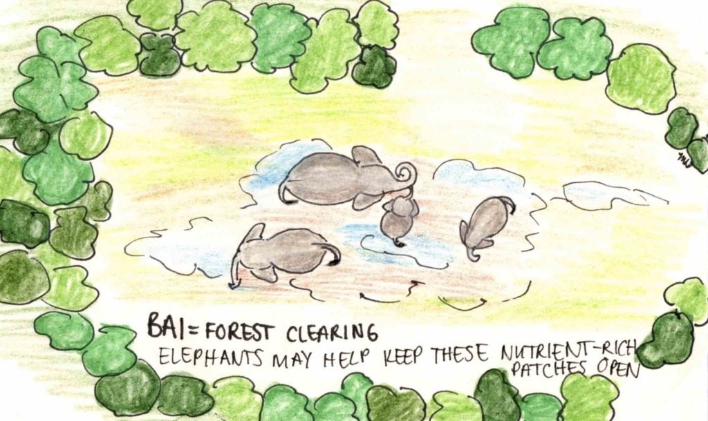 forest elephant bai