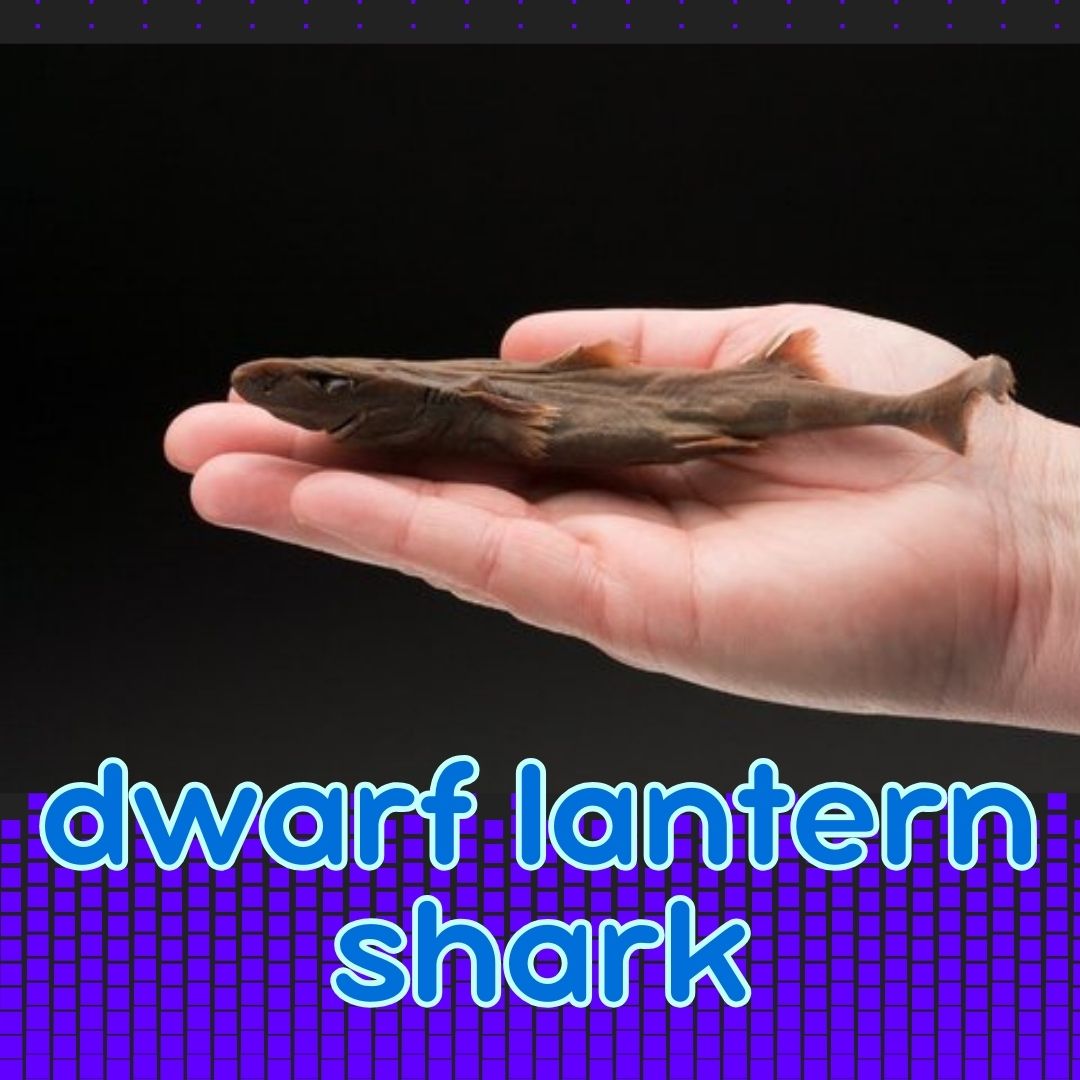 Meet 6 stars of the shark world Mongabay Kids