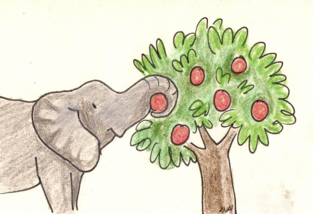 forest elephant eating fruit