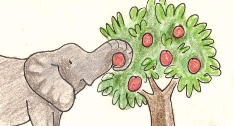 forest elephant eating fruit