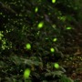 Fireflies light up Sri Lanka