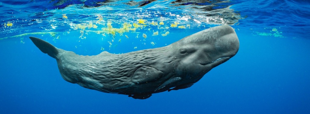 a sperm whale