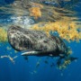 Good news: Sperm whale sanctuary being created in Dominica