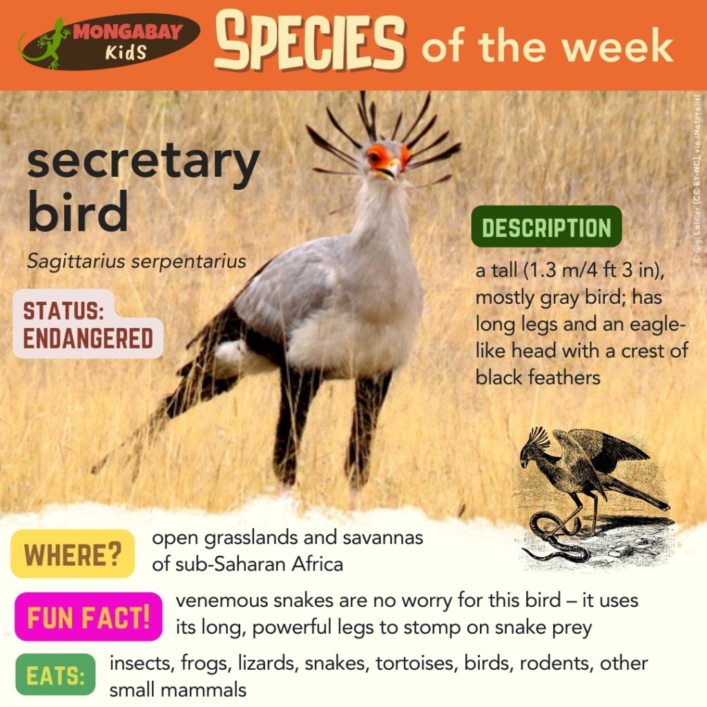 secretary bird