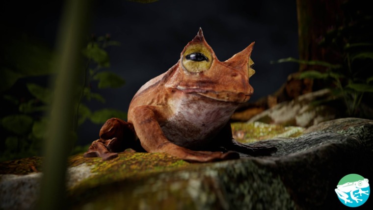 a 3D scan of a frog