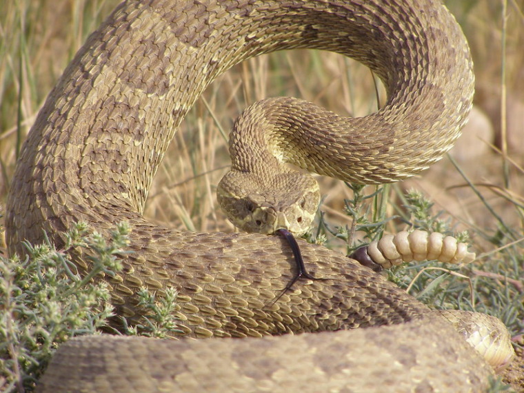a rattlesnake