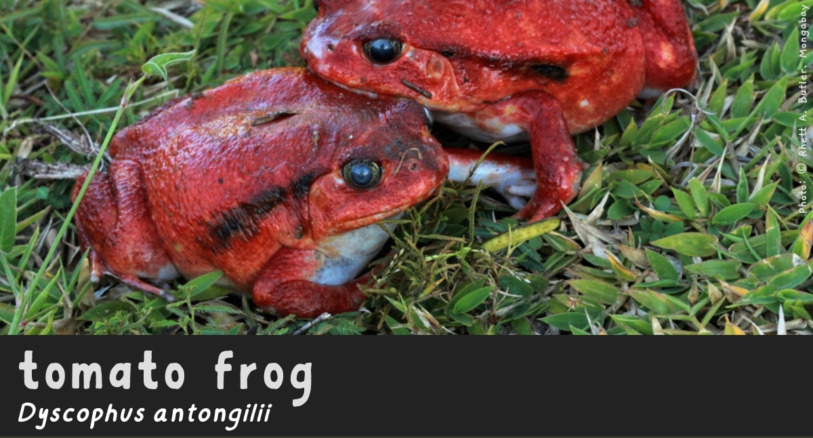 a tomato frog