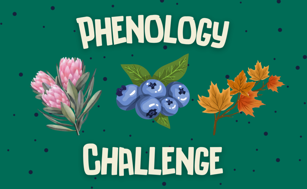phenology challenge