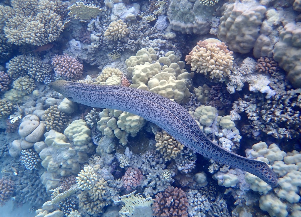 giant moray eel