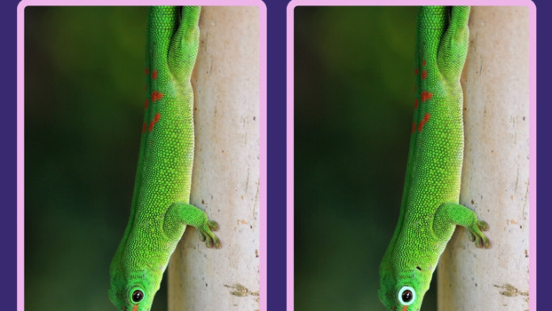 spot the difference gecko