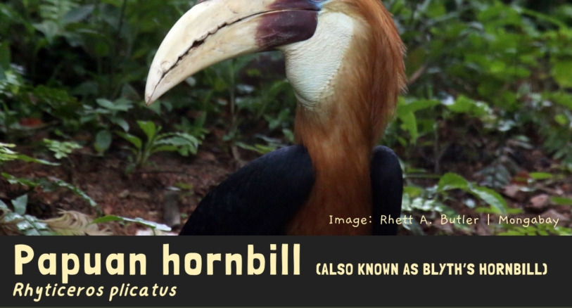 a Papuan hornbill