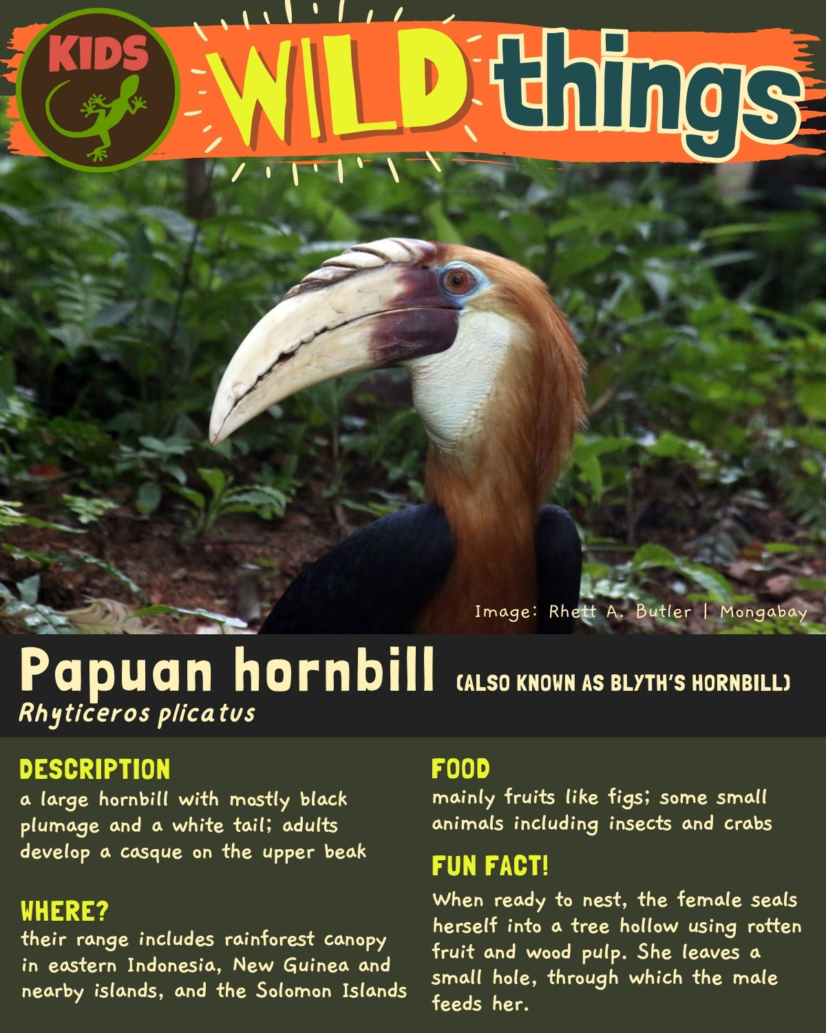 a Papuan hornbill