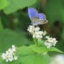 Meet the Japanese butterfly that needs human landscapes to survive