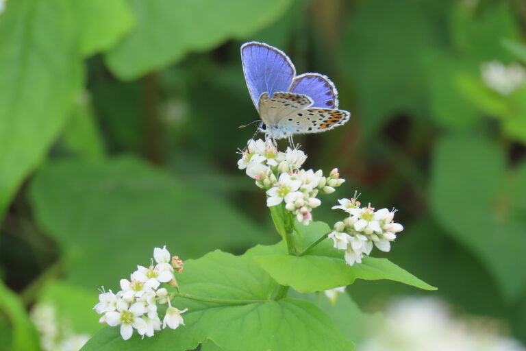 Meet the Japanese butterfly that needs human landscapes to