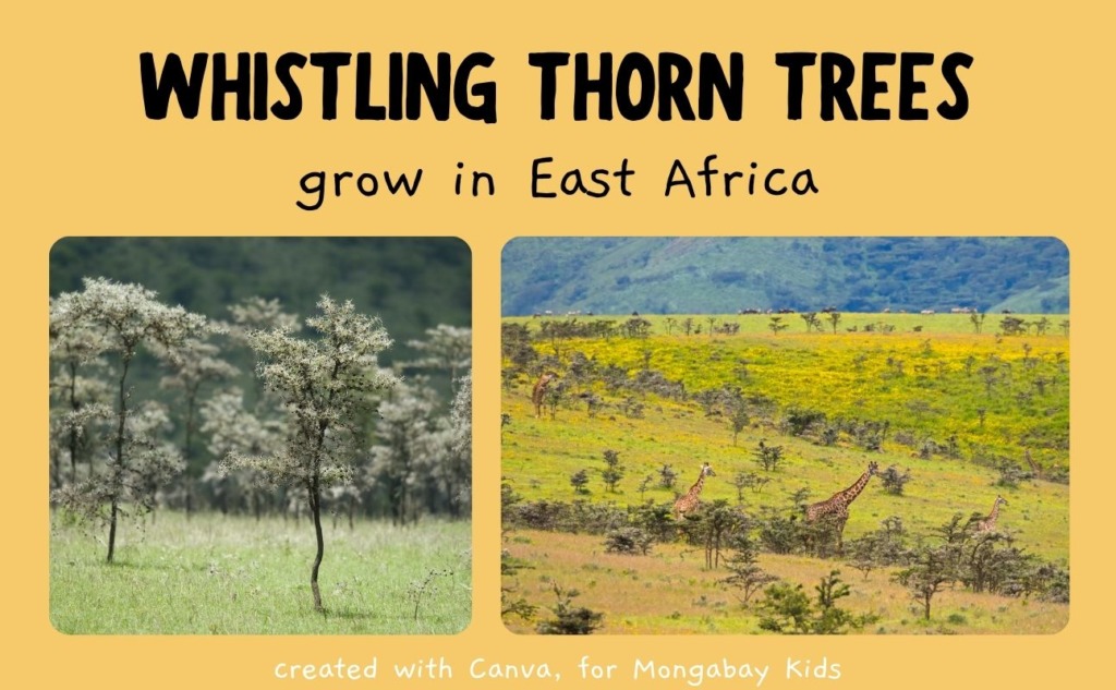 whistling thorn trees
