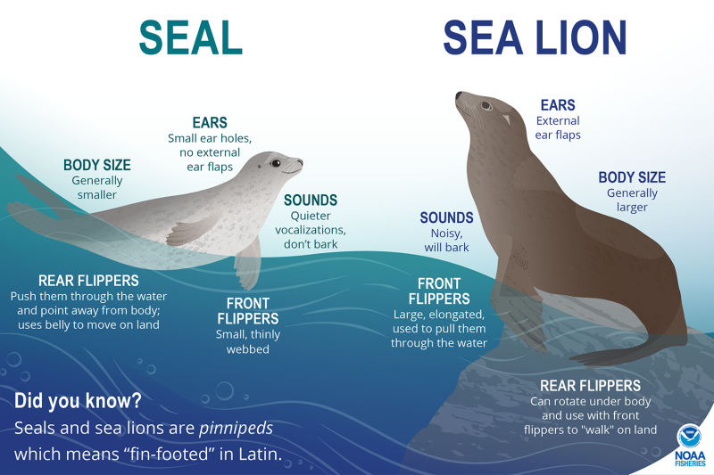 seal vs sea lion