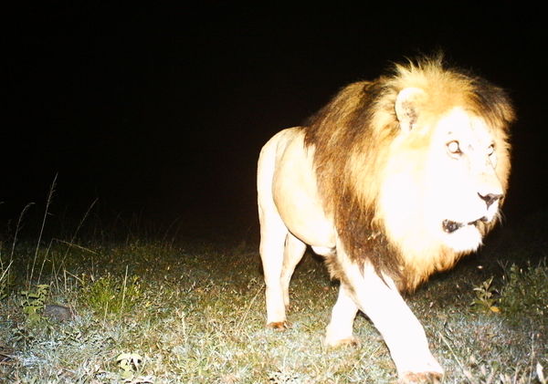 a lion walks in front of a camera trap