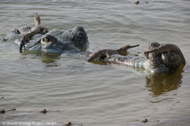 A male gharial guarding hatchlings