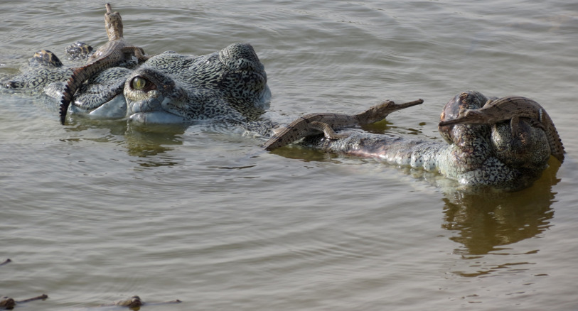 A male gharial guarding hatchlings