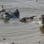Good news for gharials! (But not all good news)