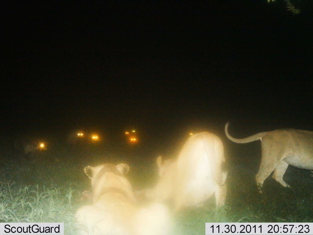 animals in a camera trap at night