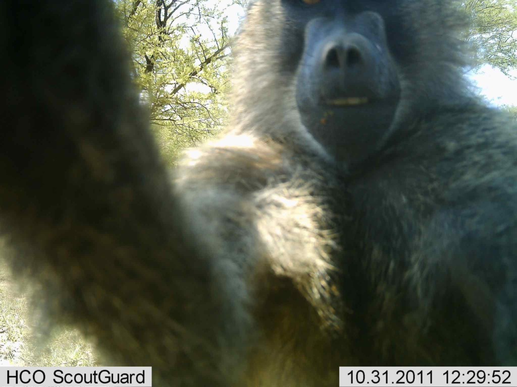 A baboon selfie