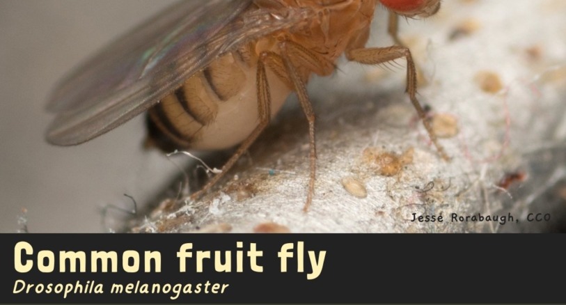 a common fruit fly