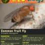 Common fruit fly (Drosophila melanogaster)