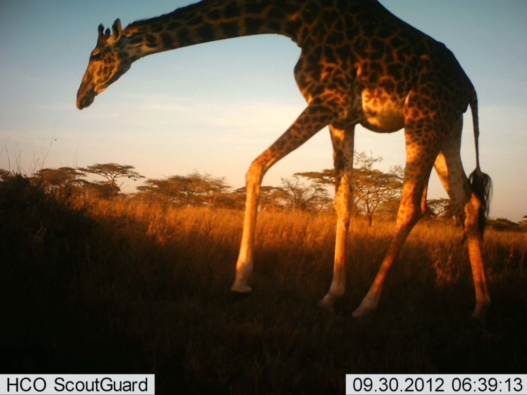 a giraffe on camera trap