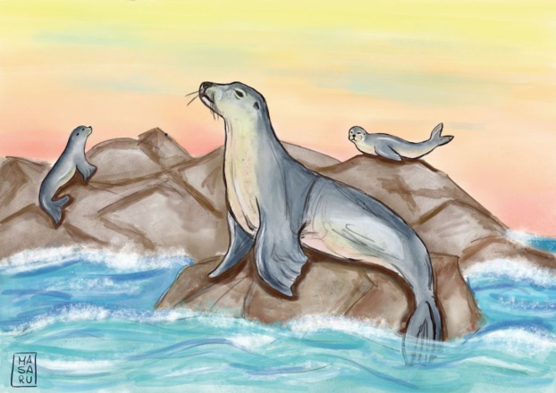 What is a pinniped? Seals, sea lions, walrus – Mongabay Kids