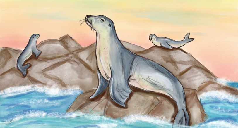 pinniped illustration