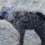 Happy hyenas coloring page