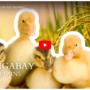 Whoa! Some farmers use ducks to help grow rice without chemicals