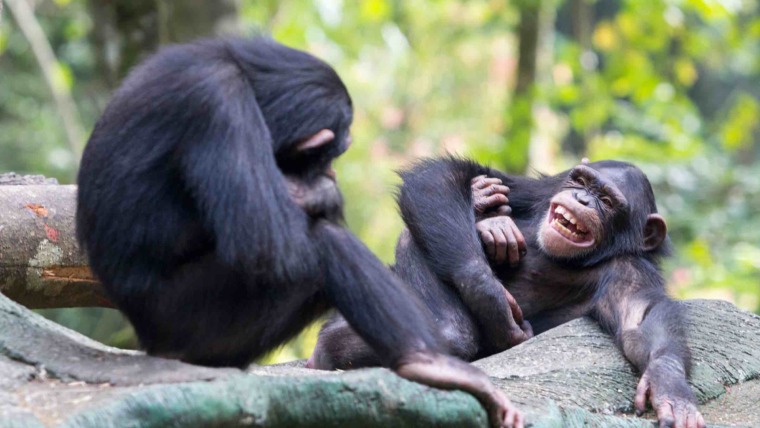 Happy chimps