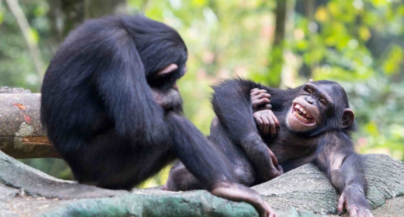 Happy chimps