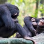 Great apes may tease each other, just like humans