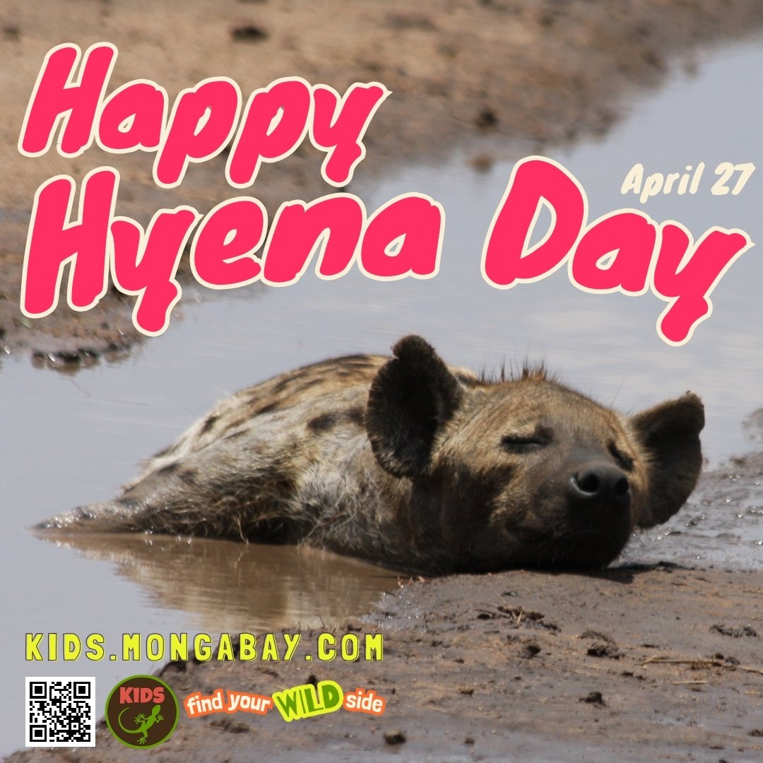 happy hyena day