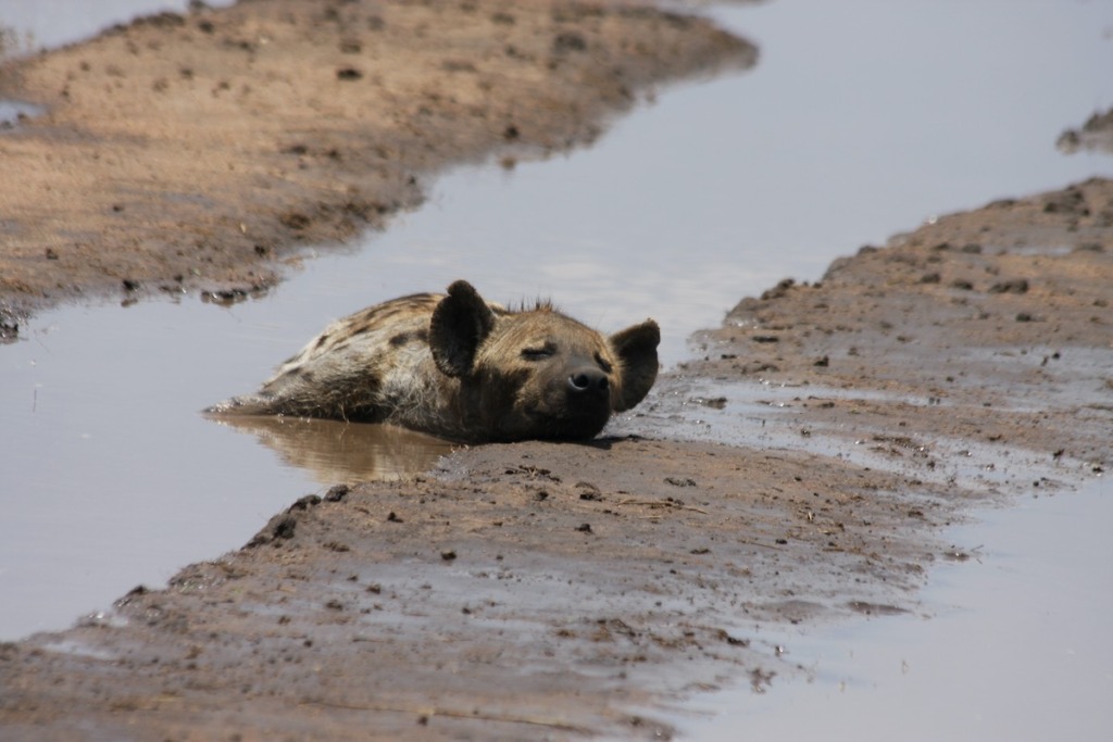 hyena in a muddy puddle