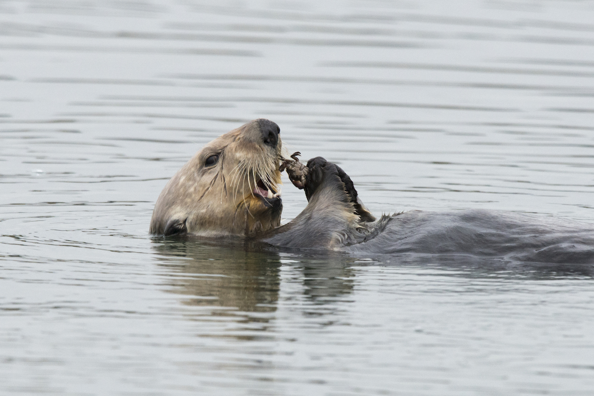 Hungry sea otters help save a Californian salt marsh Mongabay Kids