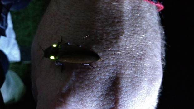 a bioluminescent beetle